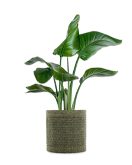 produit-kleo-cache-pots-Miniature-2